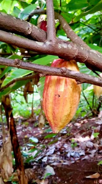 Cocoa pod growing on the property's 1-acre land